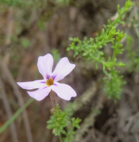Jamesbrittenia tenuifolia flower